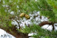 Tag – Wanderung nach Njivice (13)