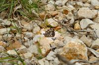 Tag – Wanderung nach Njivice (16)