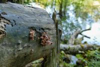 Tag – Ausflug zu den Plitwizter Seen (52)