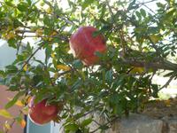 Stella Croatia Granatapfel