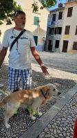 Singlereise Kroatien - Reiseleiter Tomy mit seinem Hund Alex beim Rundgang in Novi