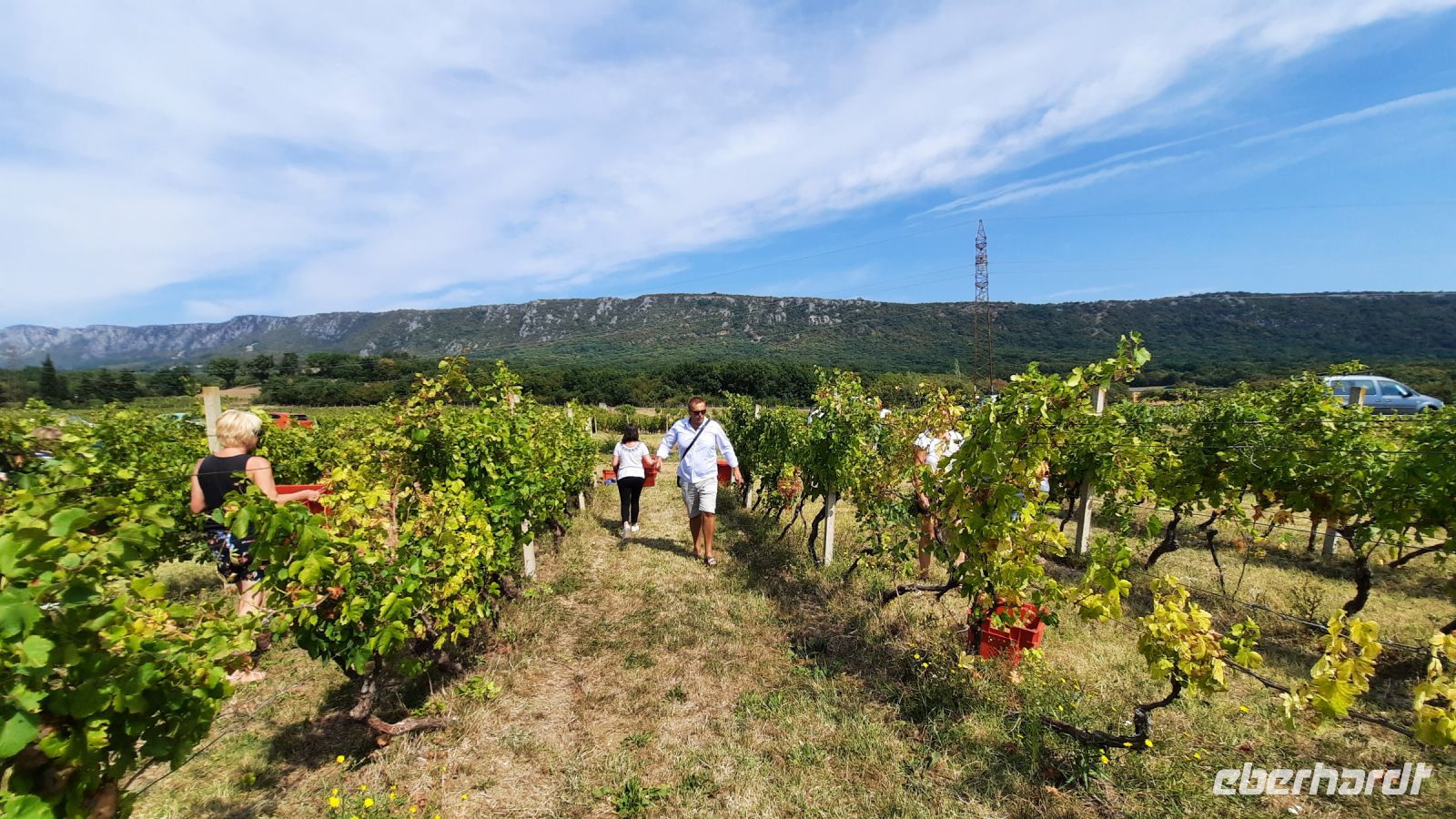 Singlereise Kroatien - während der Weinlese