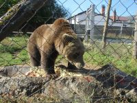 Bärenpause auf dem Weg zu den Plitwitzer Seen