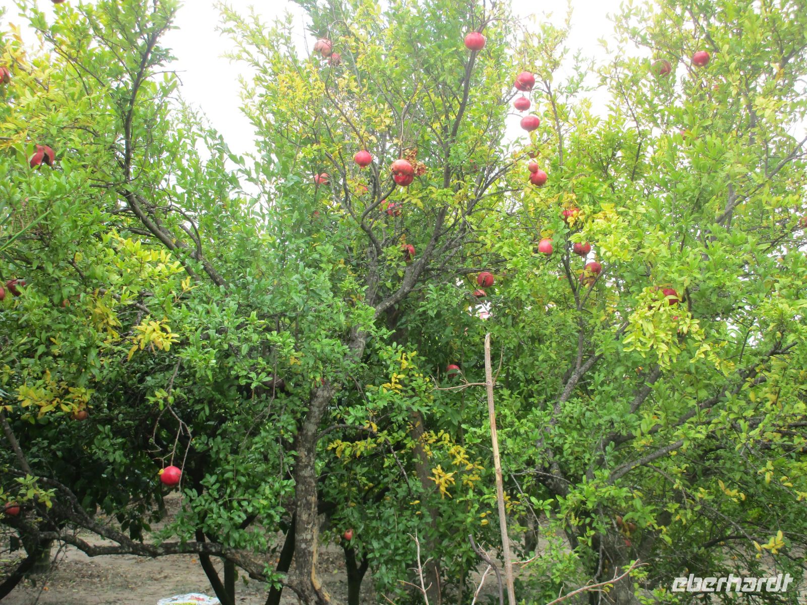 Granatäpfel