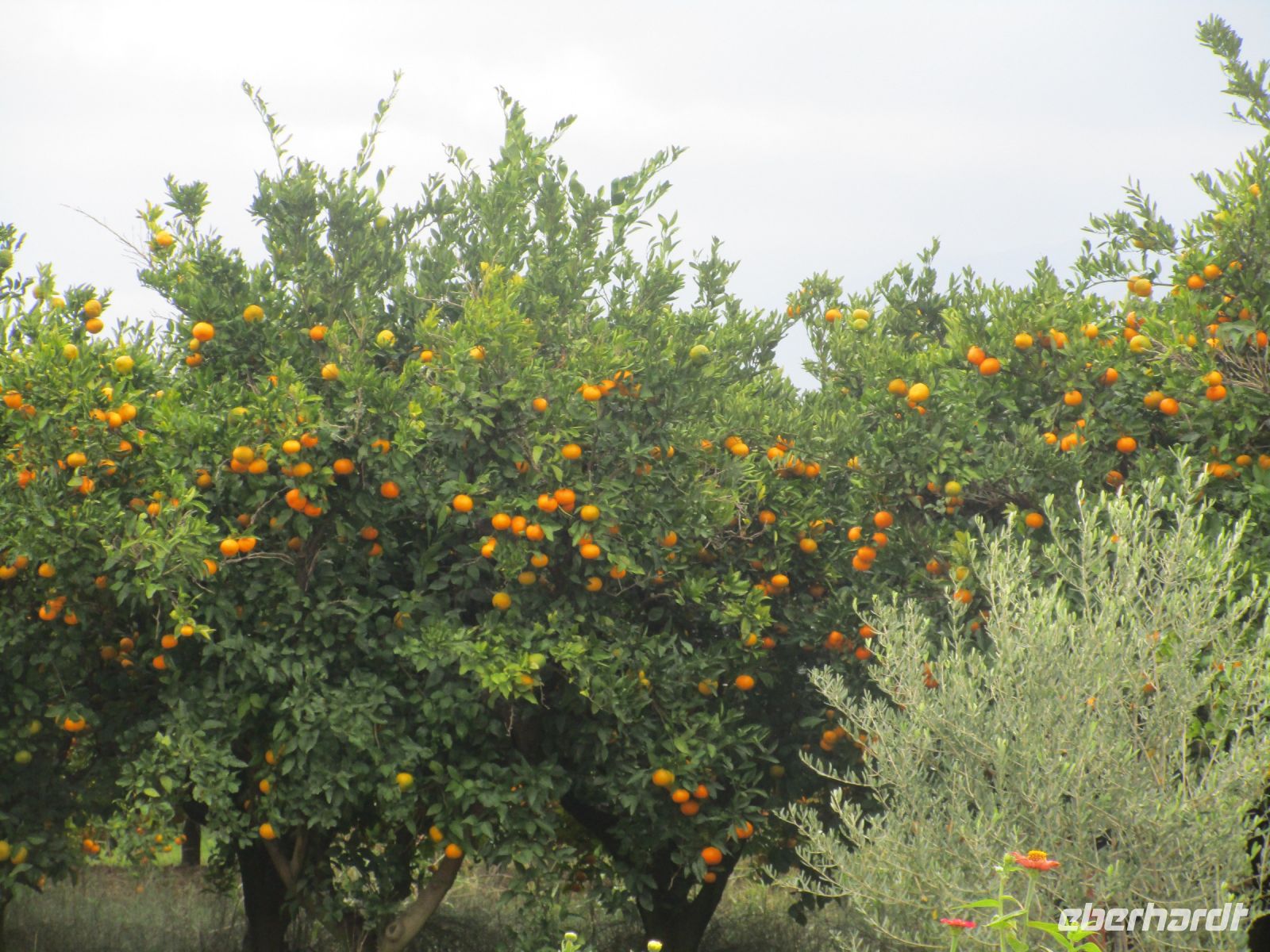 Mandarinenernte im Neretva-Delta