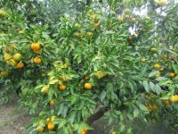 Mandarinenernte im Neretva-Delta