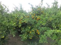 Mandarinenernte im Neretva-Delta