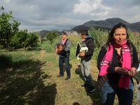 Mandarinenernte im Neretva-Delta