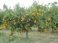 Mandarinenernte im Neretva-Delta