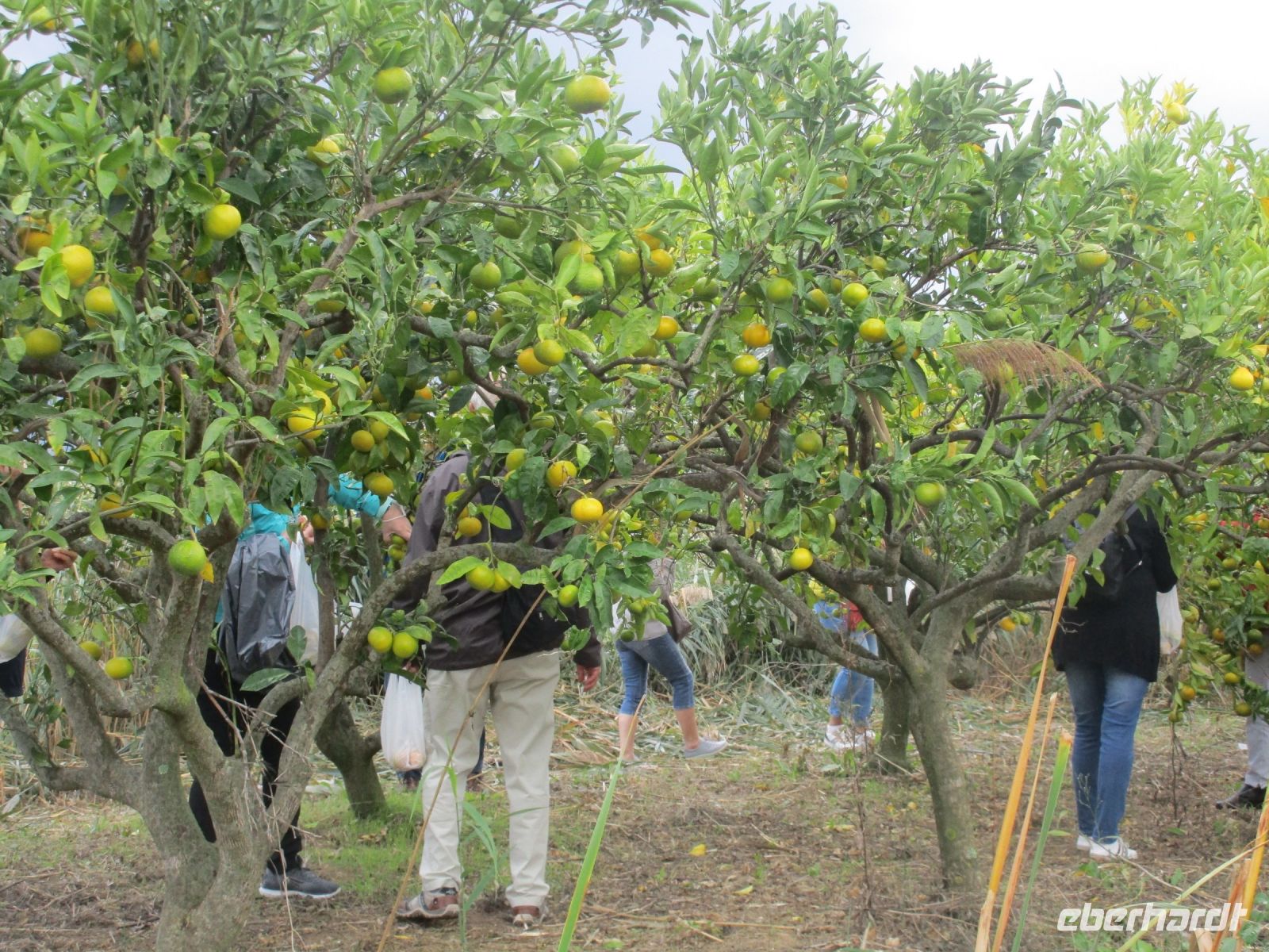 Mandarinenernte im Neretva-Delta