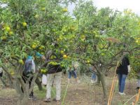 Mandarinenernte im Neretva-Delta