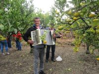 Mandarinenernte im Neretva-Delta