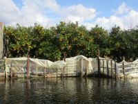 Mandarinen im Neretva-Delta