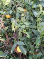 frische Pampelmusen am Baum