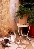 In den Gassen der Altstadt Dubrovniks gibt es etliche Vierbeiner