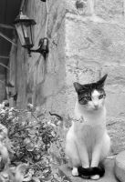 Hier wache ich! Altstadt von Dubrovnik