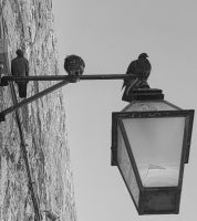 Auch die Tauben gehören zu Dubrovniks Altstadt