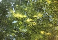 Die Forellen warten im Wasser, ob einer der Besucher vielleicht ein Brot dabei hat zum Füttern