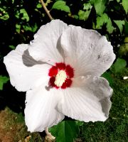 Der Hibiskus blüht, Rab ist üppig grün