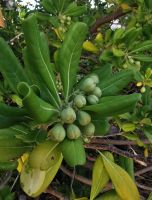 Klebsamenbaum (Pittosporum), Insel Rab