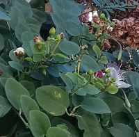 Kapern wachsen in Rab an den Mauern der Altstadt