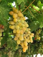 Bei dem guten Klima gedeiht der Wein prächtig, Rab