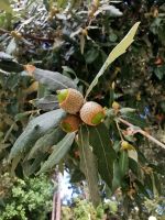 Frucht der Steineiche