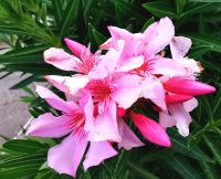 Der Oleander blüht am Straßenrand in allen Farben