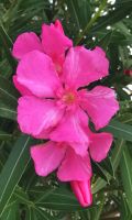 Oleander, Insel Rab