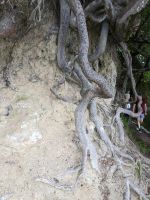 Baumwurzeln müssen hier sehr haltbar sein...