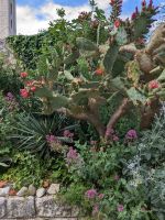 Das Mikroklima von Rab lässt herrliche Pflanzen bis hin zu tropischen und subtropischen gedeihen