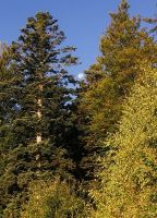Pohorje, Slowenien, der Mond am Morgen zwischen den Bäumen 