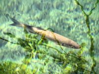 Im glasklaren Wasser von Plitvice tummeln sich die Rotfedern