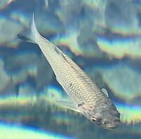 Döbel im glasklaren Wasser von Plitvice