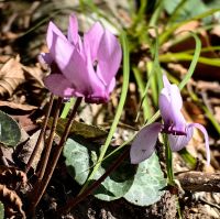 Alpenveilchen an den Plitvicer Seen