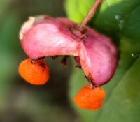 Großblättriges Pfaffenhütchen