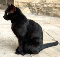 Städtische Security in Korcula