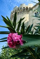 Wehrhafte Stadtmauer hinter Oleander in Korcula