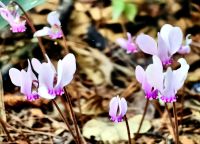 Die Alpenveilchen wachsen hier wie Bodendecker