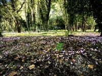 Alpenveilchen in Krka