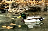 Ente an den Krka Wasserfällen