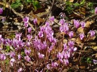 Rundgang: Krka Nationalpark: Alpenveilchen