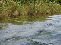 Bootsfahrt im Delta der Neretva