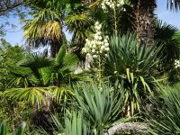 Arboretum von Trsteno