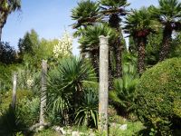 Arboretum von Trsteno