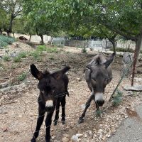 Irgendwelche zusätzlichen Äpfel?