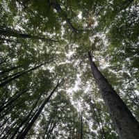 Wieder unter dem Blätterdach des Waldes