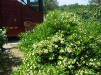 gut riechender Busch