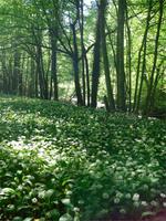 blühender Bärlauch