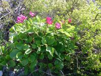 Blumen zwischen Karstgestein